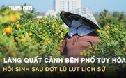 Làng quất cảnh bên phố Tuy Hòa: Hồi sinh sau đợt lũ lụt lịch sử