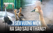 Sau 4 tháng, 3 sếu vương miện đầu tiên sinh ra ở Thảo Cầm Viên lớn nhanh bất ngờ