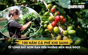 100 năm cà phê Khe Sanh: Từ vùng đất bom đạn đến những mùa quả ngọt 