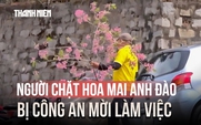 Thản nhiên chặt cành hoa mai anh đào ở Đà Lạt về chưng tết