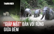 Khoảnh khắc 'giáp mặt' đàn voi rừng giữa đêm