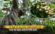 Vẻ đẹp kỳ ảo của vườn nhãn cổ hơn 50 năm tuổi ở Cồn Sơn