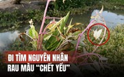 Đi tìm nguyên nhân rau màu 'chết' bất thường ở Đồng Tháp