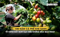 100 năm cà phê Khe Sanh: Từ vùng đất bom đạn đến những mùa quả ngọt 