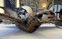 Loại drone 'chim xác sống' kỳ quặc này có mục đích nghiên cứu gì?