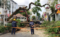 Cây xanh trong trường học ở quận 1 bật gốc, 5 người bị thương