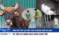 Xem nhanh 12h: Đàn bò tót lai gầy trơ xương giờ ra sao | Hy hữu vụ trộm nhà nuôi chim yến