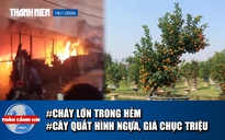 Toàn cảnh 17h: Cháy lớn trong hẻm, cư dân hoảng loạn | Chiêm ngưỡng cây quất hình con ngựa giá chục triệu
