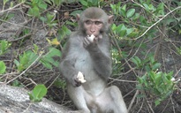 Quảng Ngãi: Chuyển đàn khỉ ở đảo Hòn Trà vào các khu rừng tự nhiên