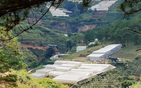 Lâm Đồng: Yêu cầu tháo dỡ hơn 227 ha nhà kính, nhà lưới trên đất quy hoạch lâm nghiệp