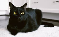 Vì sao mèo đen thường được coi là biểu tượng của những điềm xấu, xui xẻo ?