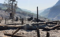 Chủ tịch Quảng Nam yêu cầu sớm khởi tố vụ cháy 32 ha rừng phòng hộ