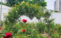 Vườn hoa hồng có 100 chủng loại khác nhau, giá trị hoa hồng tăng theo thời gian
