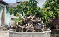Kiếm thêm tiền triệu nhờ trồng bonsai bồ đề