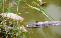 Cá chết hàng loạt nghi nhiễm độc từ nước thải khu công nghiệp