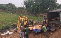 Căng sức chôn lấp, tiêu hủy lợn nhiễm dịch tả lợn châu Phi