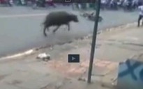 Trâu 'điên' đại náo đường phố Biên Hòa