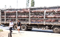Lãnh đạo Đồng Nai nói Trảng Bom, Nhơn Trạch 'công bố ẩu' dịch tả lợn châu Phi