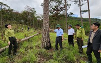 Vụ triệt hạ rừng thông quy mô lớn ở Đà Lạt: Thủ phạm vẫn 'bí ẩn'