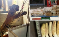Thanh Hóa: Bắt quả tang đôi vợ chồng mua hổ nặng 145 kg về nấu cao