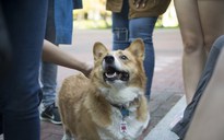 Chú chó dễ thương được đề cử làm chủ tịch hội sinh viên ở Mỹ