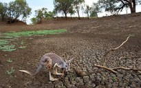 Úc cho phép nông dân bắn kangaroo hàng loạt