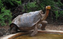 ‘Cụ’ rùa 100 tuổi sắp ‘nghỉ hưu’ sau khi miệt mài nhân giống suốt 50 năm