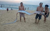Cá 'lạ' dài hơn 4 mét, nặng 40 kg dạt vào bờ biển Việt Nam