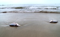 Cá đặc sản 'lờ đờ', chết trắng bờ biển lan đến Quảng Trị