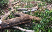 Điều tra nhóm phá rừng phòng hộ ở Thừa Thiên-Huế
