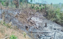 Khẩn trương làm rõ vụ phá rừng ở Gia Lai