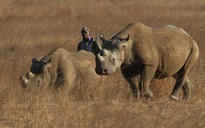 Sừng tê giác sẽ được bơm chất phóng xạ để chống săn trộm?