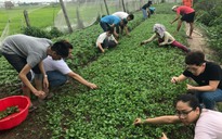Sinh viên Đông Nam Á đến Việt Nam làm… nông dân