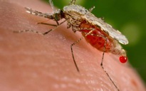 Muỗi biến đổi gien chống bệnh sốt rét