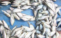 Cá chết hàng loạt tại biển Vũng Áng