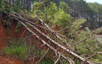 Lại phá rừng thông, vẫn không xác định được thủ phạm