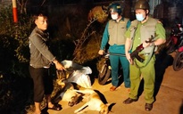 Bắt nghi phạm trộm chó vùng giáp ranh Đà Nẵng - Quảng Nam