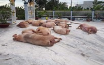 Dịch tả lợn châu Phi lây lan nhanh ở Bạc Liêu
