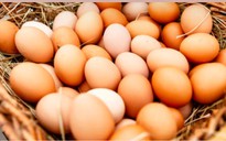 Trứng gà ta và gà công nghiệp, loại nào bổ dưỡng hơn?