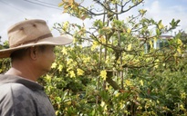 Bình Định: Mai kiểng nở sớm, nhà vườn thấp thỏm