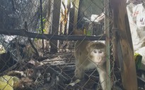 Bàn giao con khỉ 10 kg từng cắn chủ để thả về tự nhiên