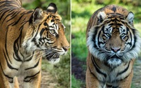 Thay vì kết đôi, hổ cái quý hiếm bị con đực giết chết tại sở thú Anh
