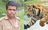 Nhân viên vệ sinh bị hổ cái vồ chết ở sở thú Ấn Độ