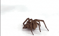 Biến nhện chết thành robot zombie
