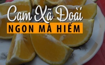 Cam Xã Đoài tiến vua: Vì sao hiếm và đắt thế?