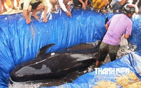 Cảm động cảnh người dân cố cứu cá voi kiệt sức bị dạt vào bờ ở Quảng Nam