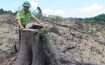 Giao Cảnh sát Kinh tế xác minh vụ phá hơn 43 ha rừng tự nhiên