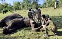 Sử tử chết vì Covid-19, sở thú Ấn Độ gấp rút xét nghiệm cho 28 con voi