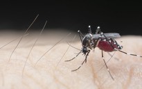 'Dĩ độc trị độc', Indonesia lấy muỗi trị sốt xuất huyết