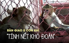 Bàn giao 5 con khỉ cho kiểm lâm vì "tính nết khó đoán"